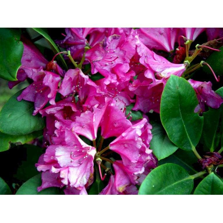 Rhododendron Pearce S American Beauty - View 8 from www redcrocus com