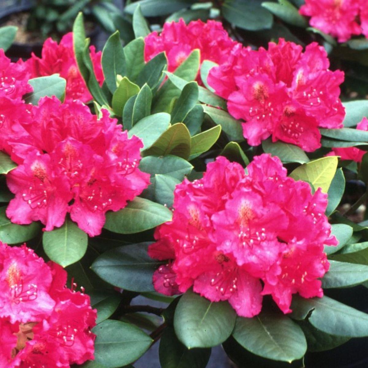 Rhododendron Pearce S American Beauty - View 9 from www redcrocus com