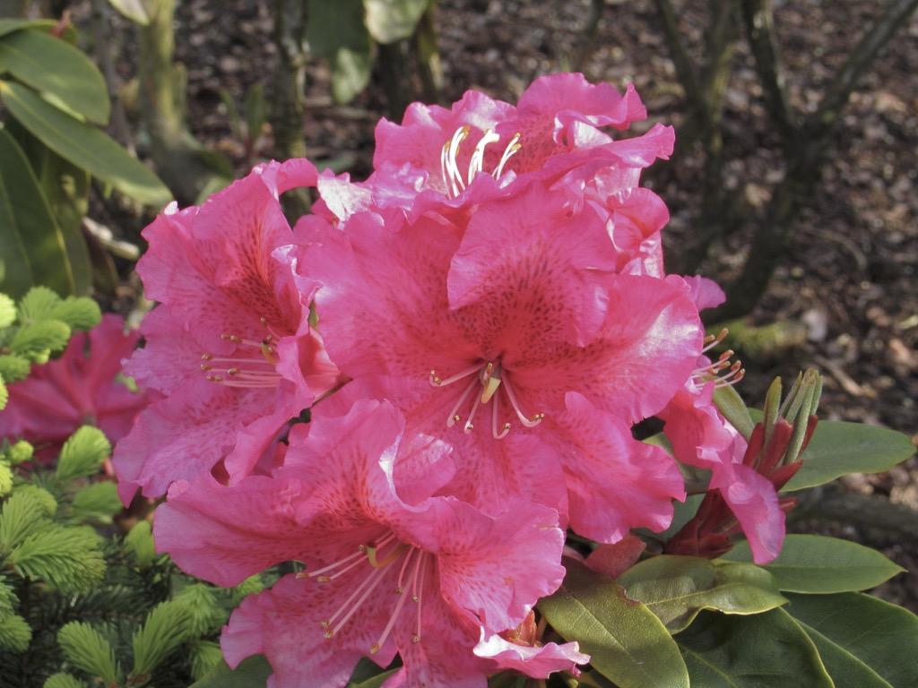 Rhododendron Dorothy Swift - View 10 from www redcrocus com