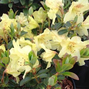 Rhododendron Dorothy Swift - View 11 from www redcrocus com