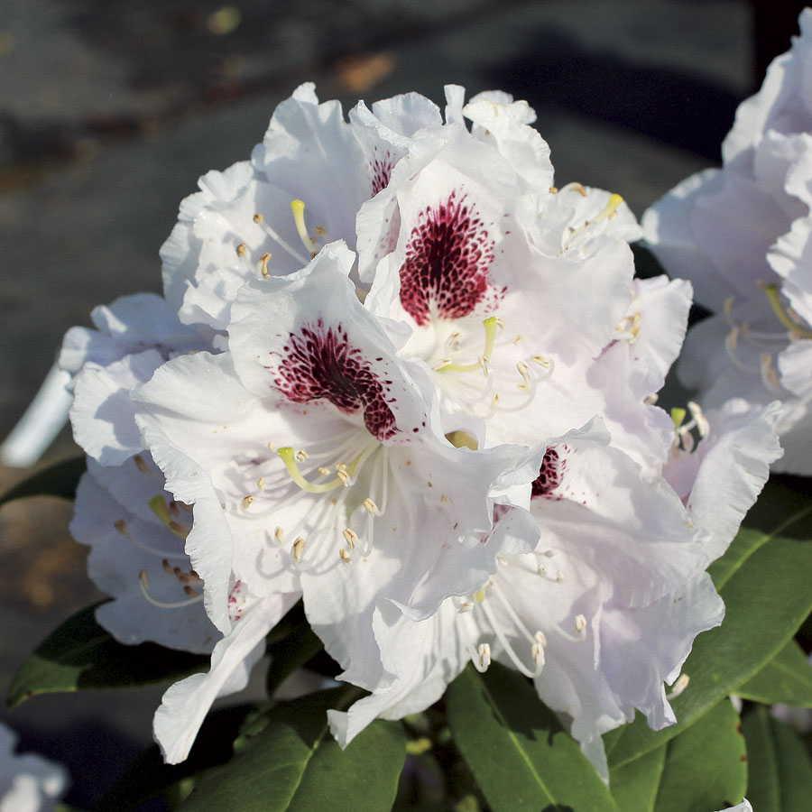 Rhododendron Dorothy Swift - View 12 from www redcrocus com