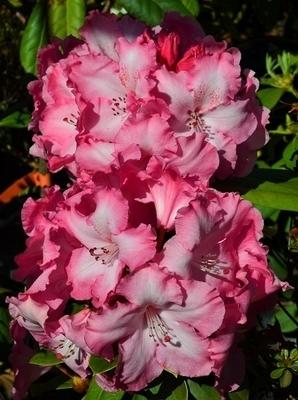 Rhododendron Dorothy Swift - View 13 from www redcrocus com