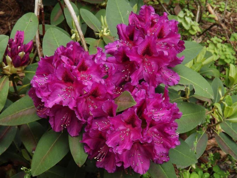 Rhododendron Dorothy Swift - View 15 from www redcrocus com