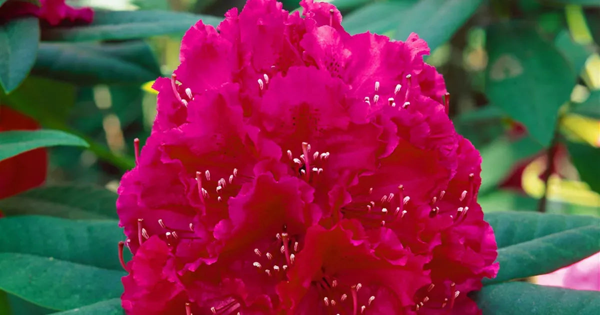 Rhododendron Dorothy Swift - View 15 from www redcrocus com