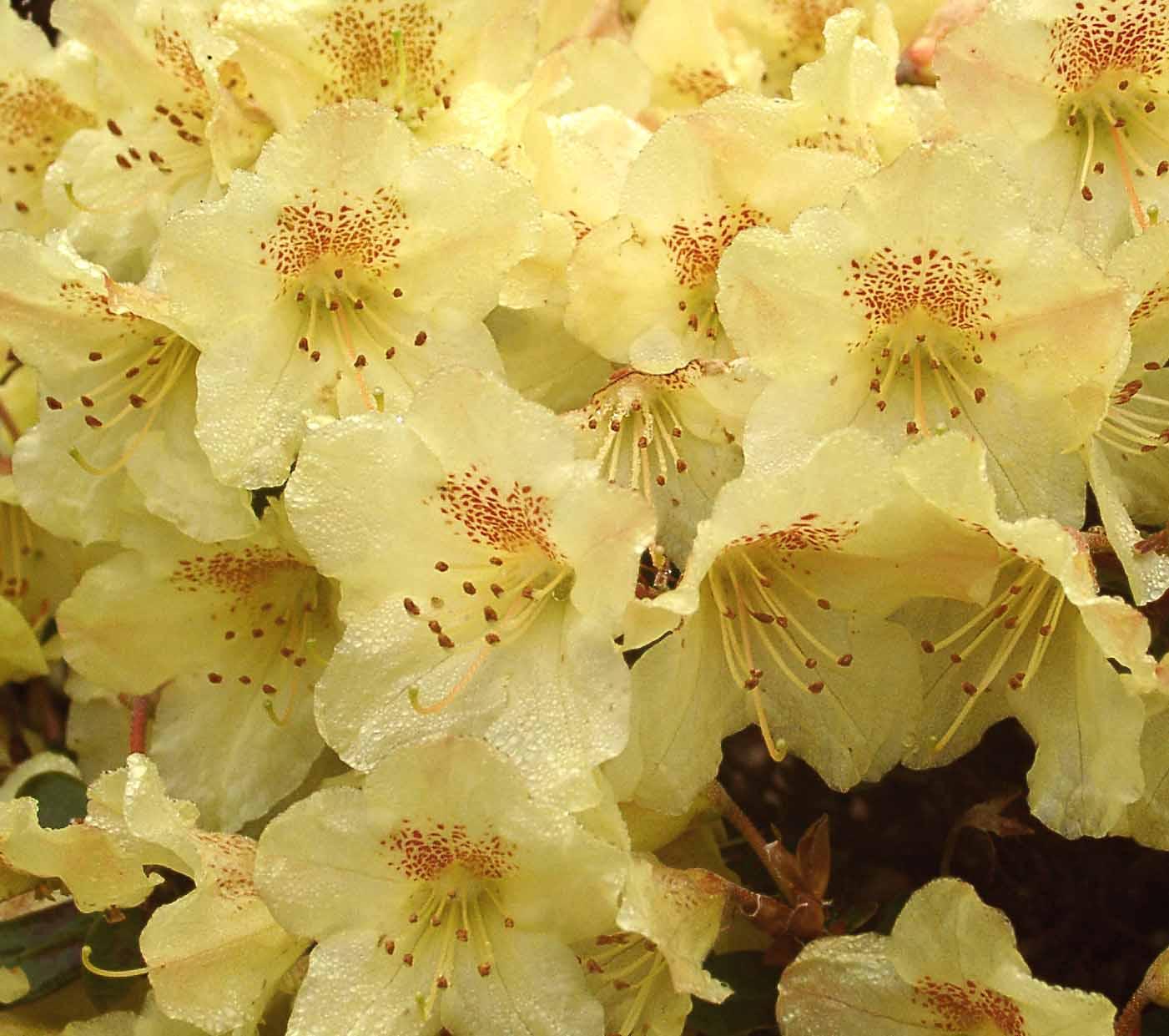 Rhododendron Dorothy Swift - View 16 from www redcrocus com