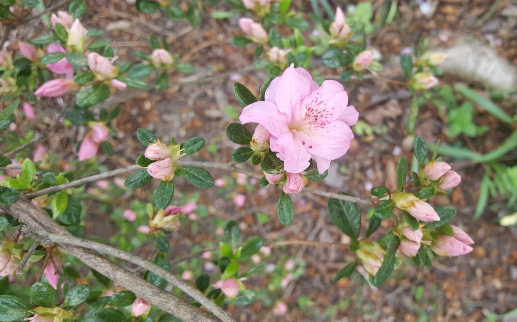 Rhododendron Dorothy Swift - View 17 from www redcrocus com
