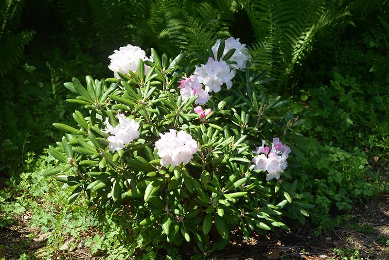 Rhododendron Dorothy Swift - View 2 from www redcrocus com