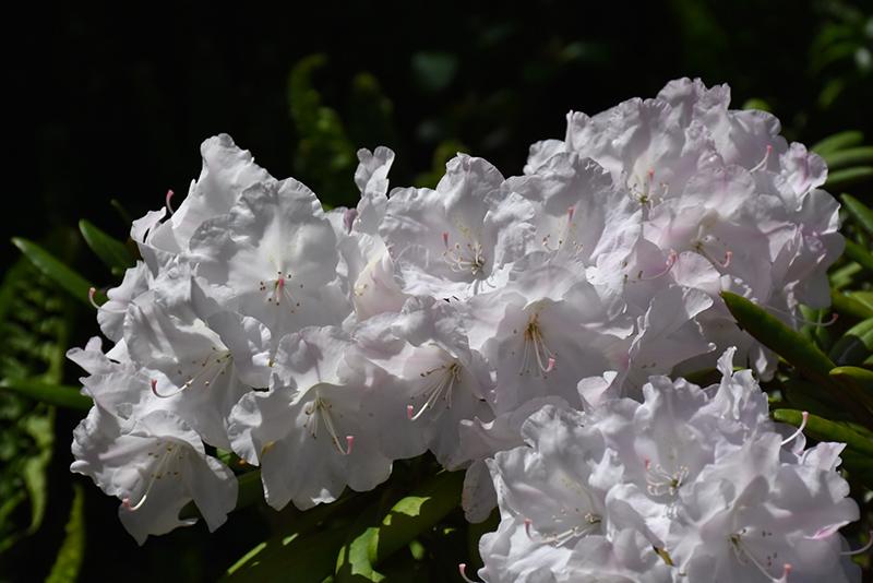 Rhododendron Dorothy Swift - View 3 from www redcrocus com