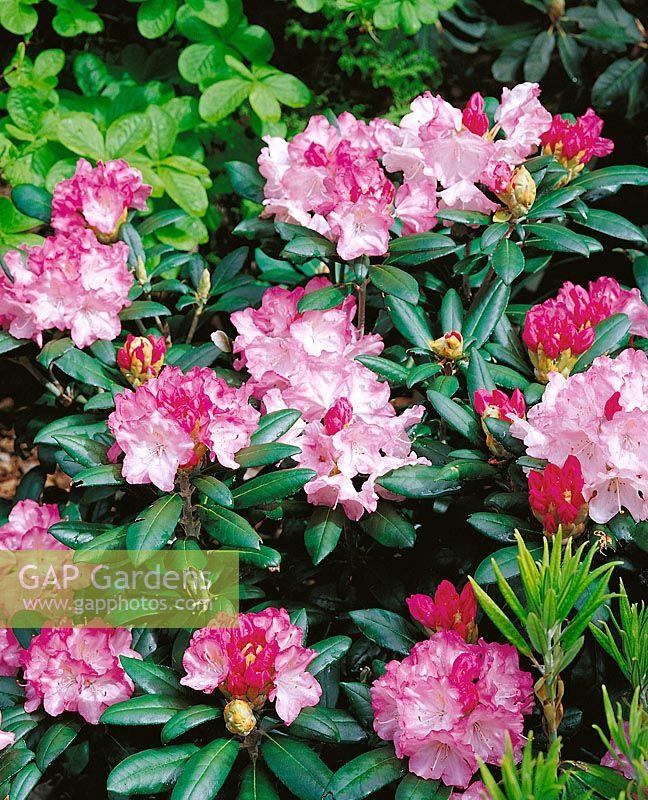 Rhododendron Dorothy Swift - View 5 from www redcrocus com