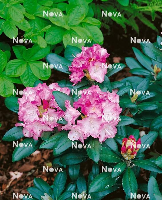 Rhododendron Dorothy Swift - View 6 from www redcrocus com