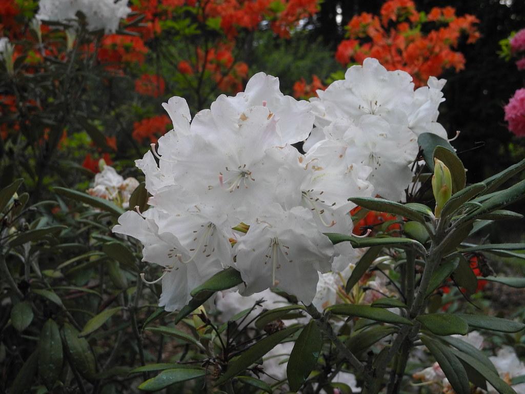 Rhododendron Dorothy Swift - View 7 from www redcrocus com