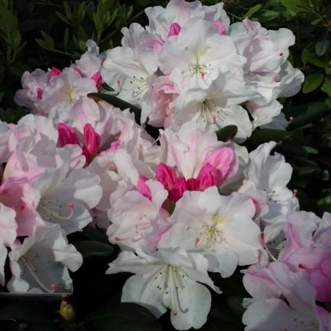 Rhododendron Dorothy Swift - View 8 from www redcrocus com