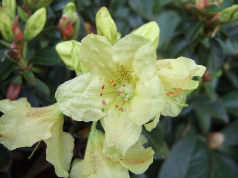 Rhododendron Dorothy Swift - View 9 from www redcrocus com
