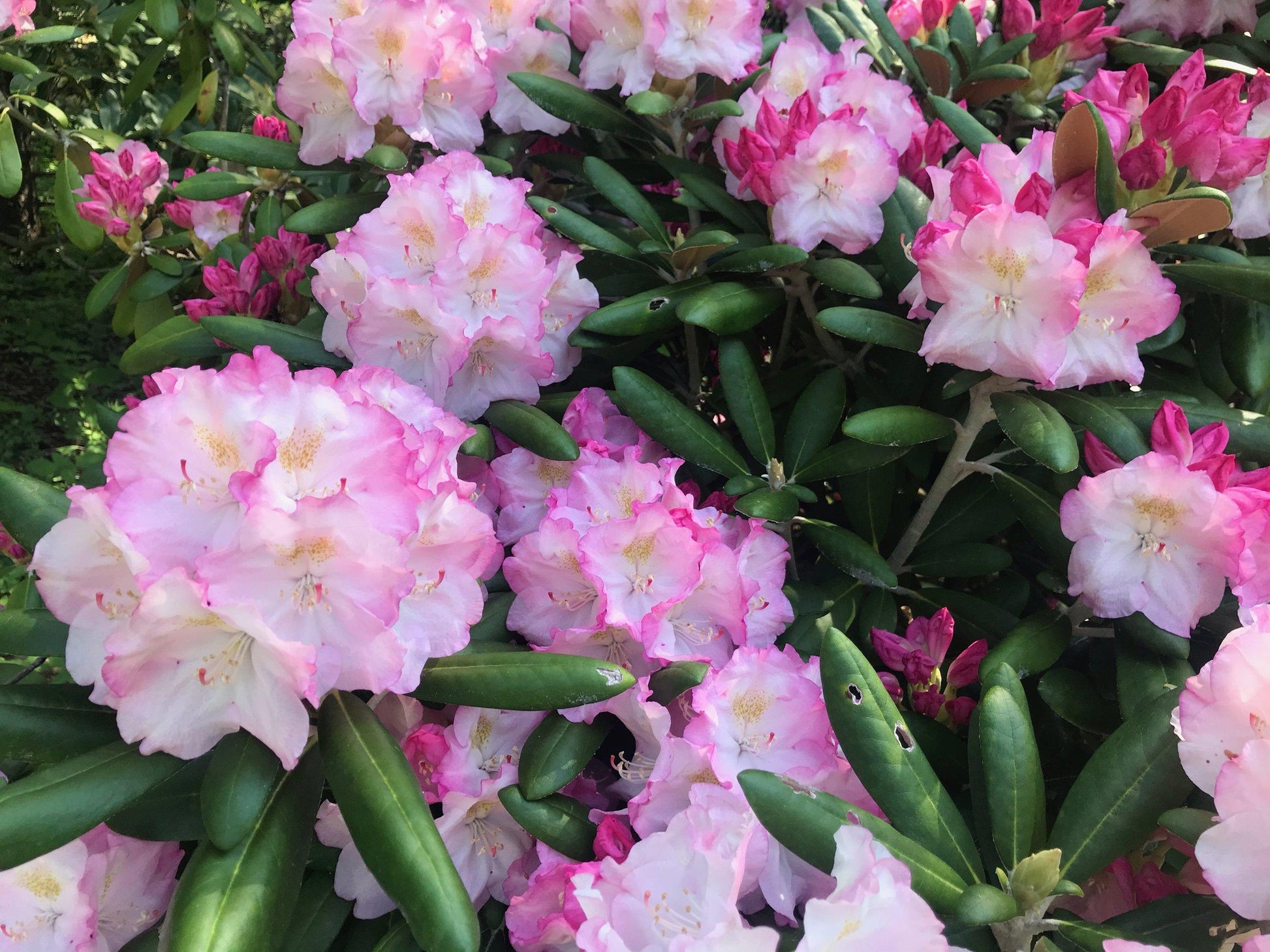 Rhododendron Wyandanch Pink - View 8 from www redcrocus com