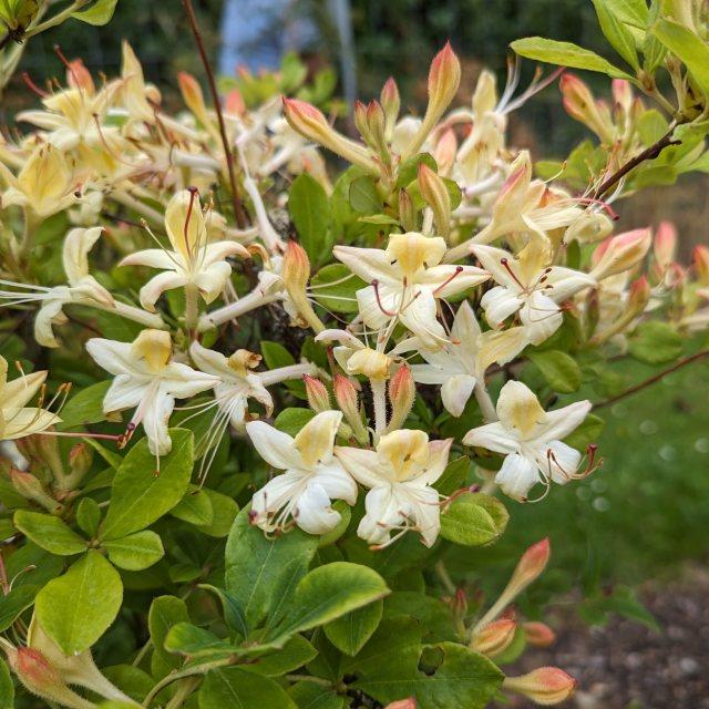 Azalea 'weston's Lemon Drop' - View 10 from www redcrocus com