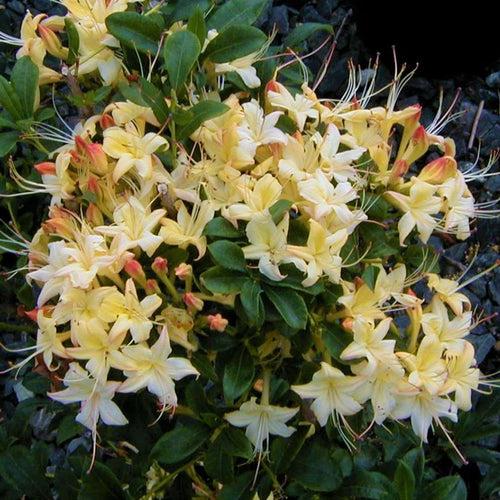 Azalea 'weston's Lemon Drop' - View 12 from www redcrocus com