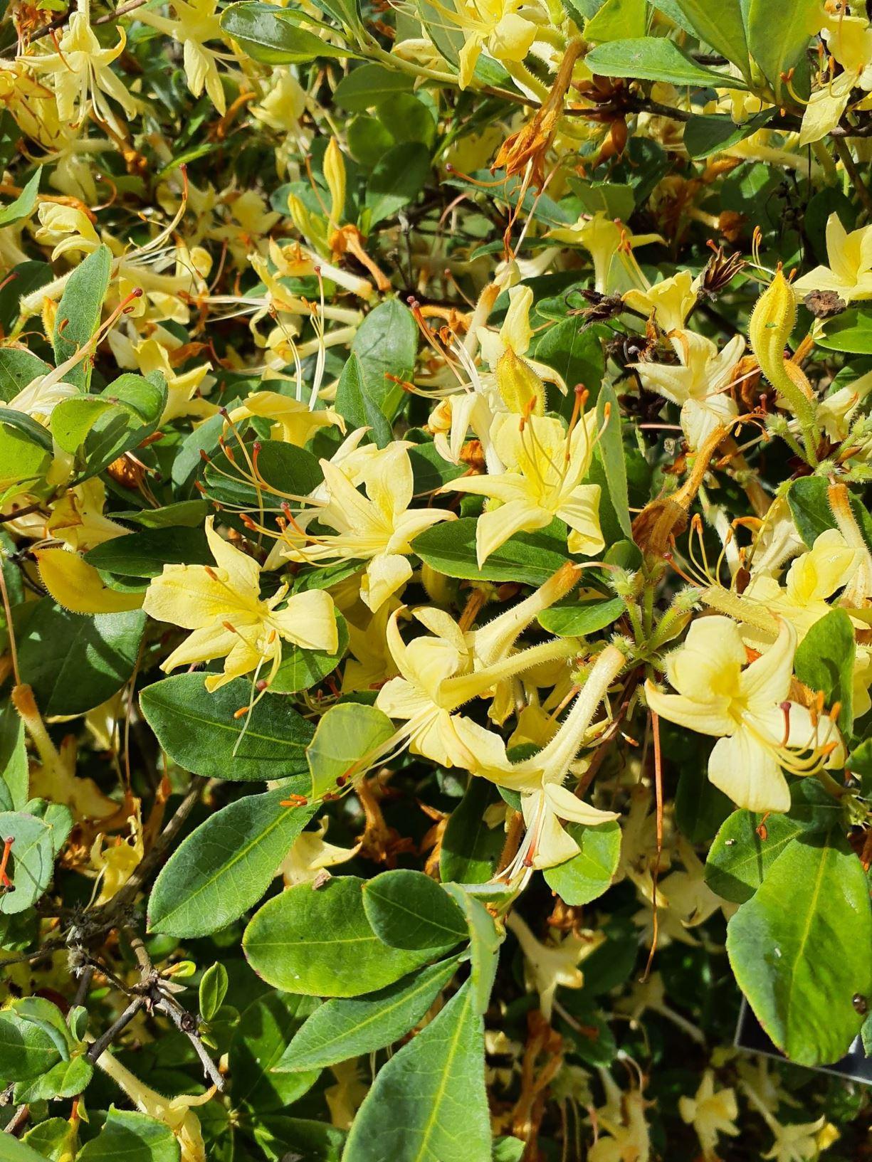 Azalea 'weston's Lemon Drop' - View 13 from www redcrocus com