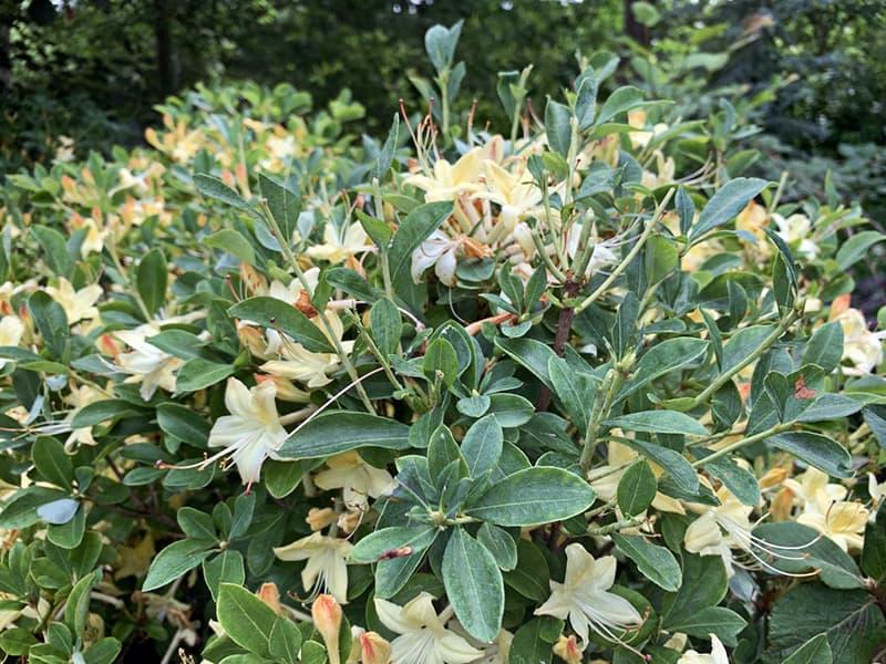 Azalea 'weston's Lemon Drop' - View 14 from www redcrocus com