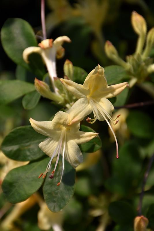Azalea 'weston's Lemon Drop' - View 15 from www redcrocus com