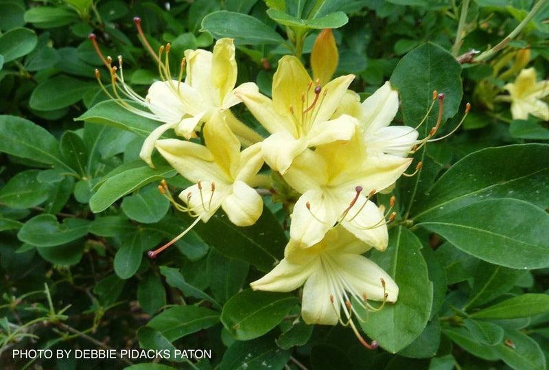 Azalea 'weston's Lemon Drop' - View 16 from www redcrocus com