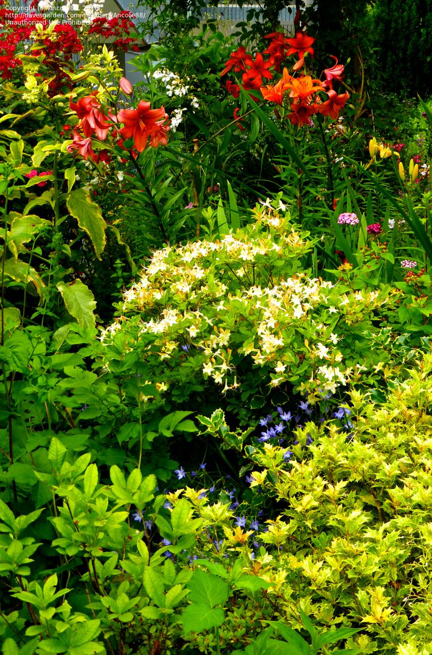 Azalea 'weston's Lemon Drop' - View 18 from www redcrocus com