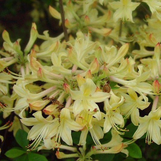 Azalea 'weston's Lemon Drop' - View 1 from www redcrocus com