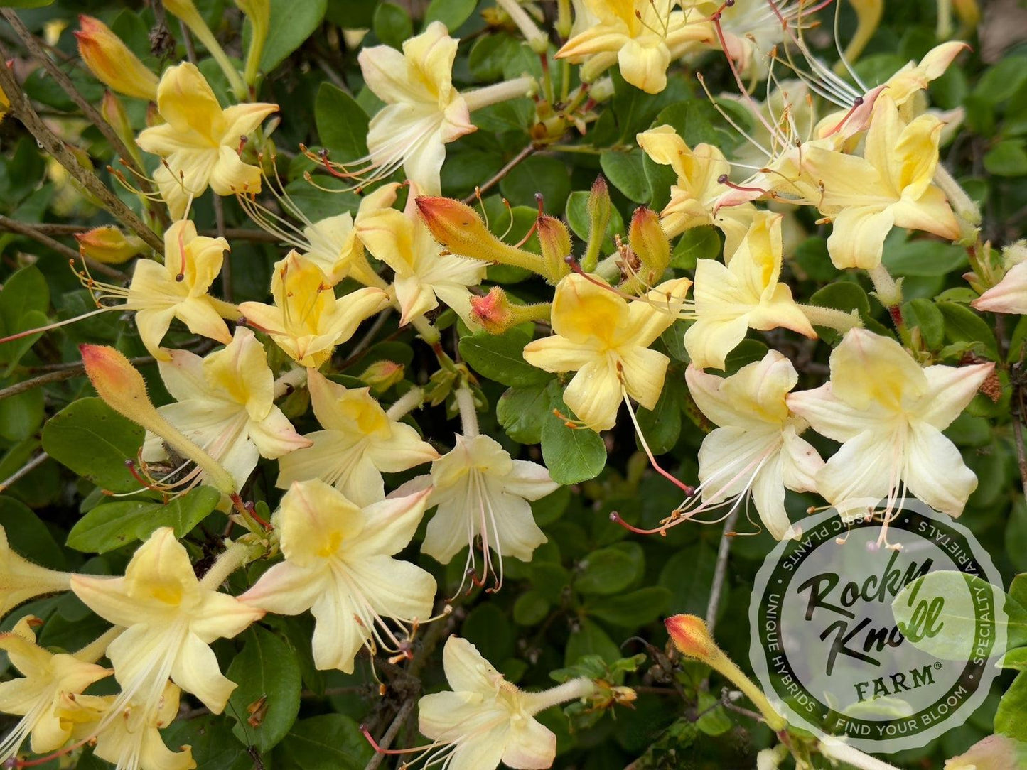 Azalea 'weston's Lemon Drop' - View 22 from www redcrocus com