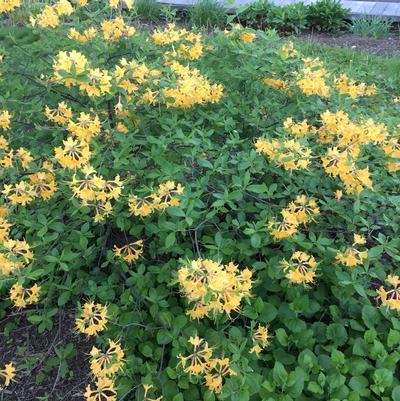 Azalea 'weston's Lemon Drop' - View 24 from www redcrocus com
