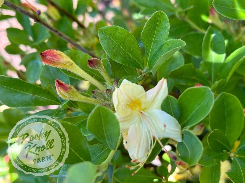 Azalea 'weston's Lemon Drop' - View 25 from www redcrocus com