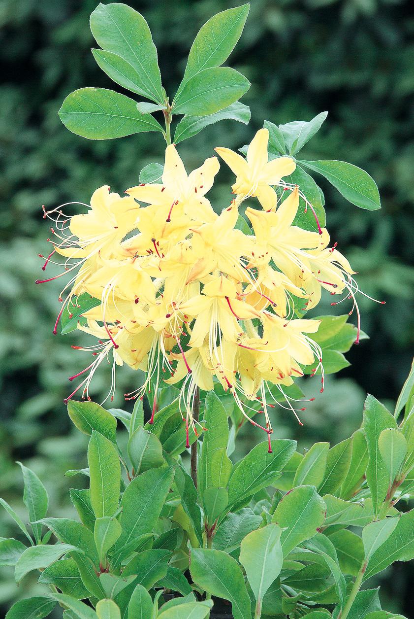 Azalea 'weston's Lemon Drop' - View 27 from www redcrocus com