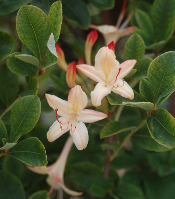 Azalea 'weston's Lemon Drop' - View 29 from www redcrocus com