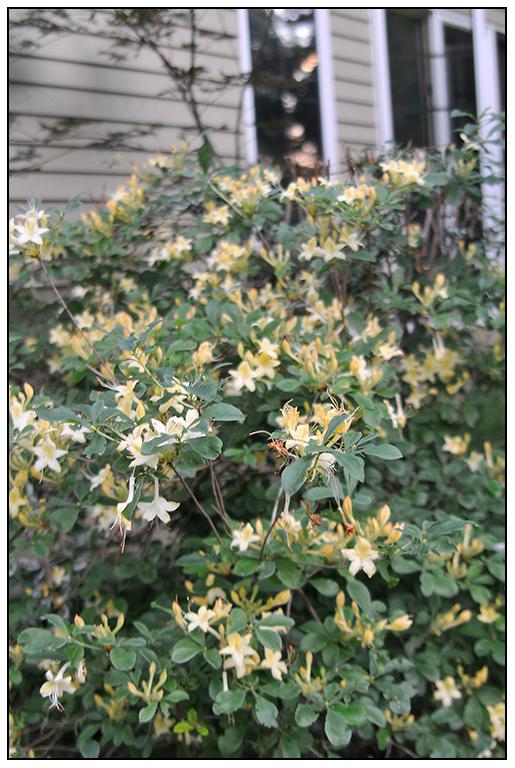 Azalea 'weston's Lemon Drop' - View 2 from www redcrocus com