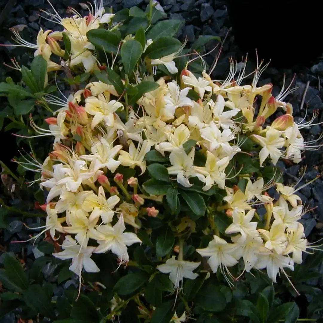 Azalea 'weston's Lemon Drop' - View 3 from www redcrocus com