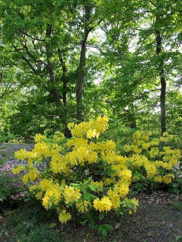 Azalea 'weston's Lemon Drop' - View 4 from www redcrocus com