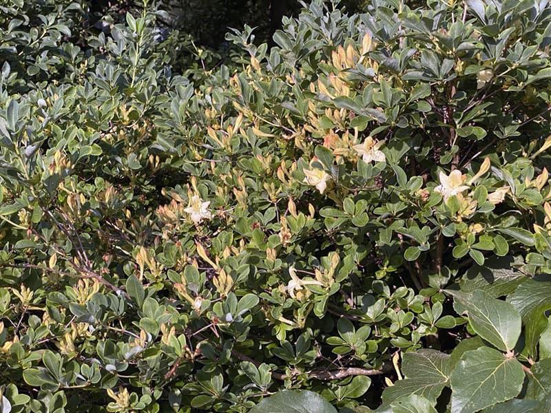 Azalea 'weston's Lemon Drop' - View 6 from www redcrocus com