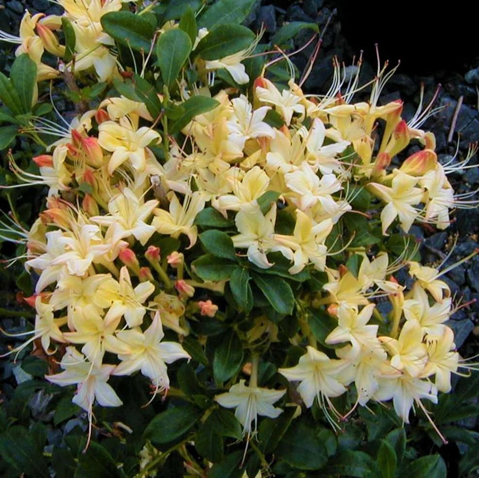 Azalea 'weston's Lemon Drop' - View 7 from www redcrocus com