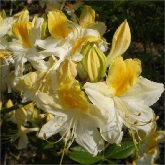 Azalea 'weston's Lemon Drop' - View 8 from www redcrocus com