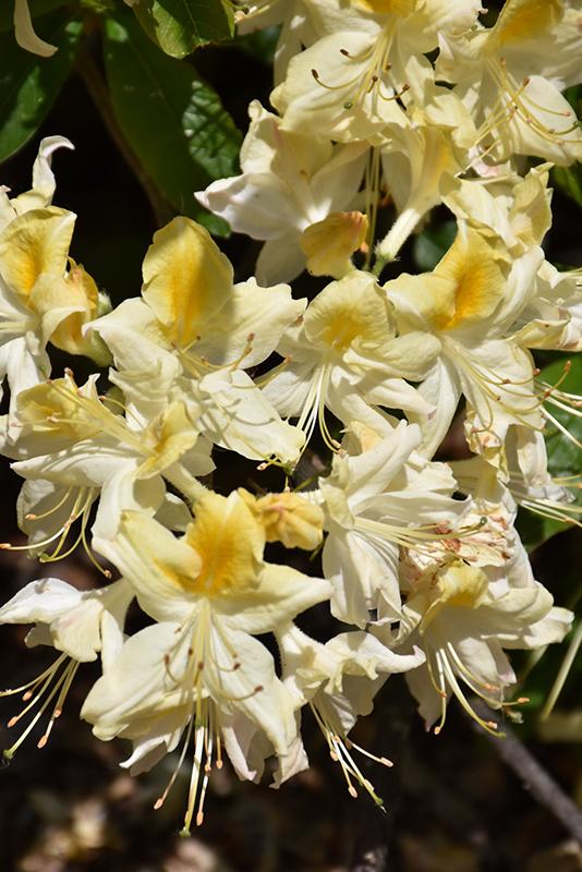 Azalea Northern Highlights - View 10 from www redcrocus com