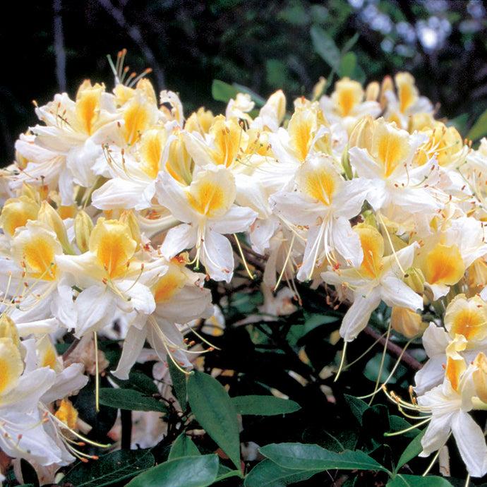 Azalea Northern Highlights - View 11 from www redcrocus com