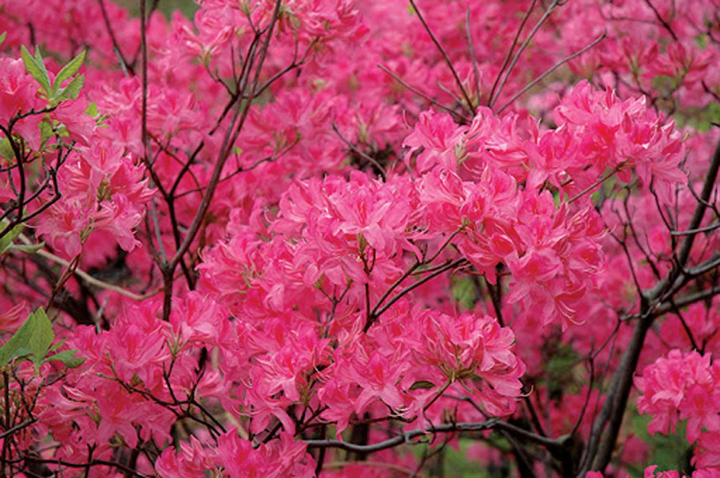 Azalea Northern Highlights - View 15 from www redcrocus com