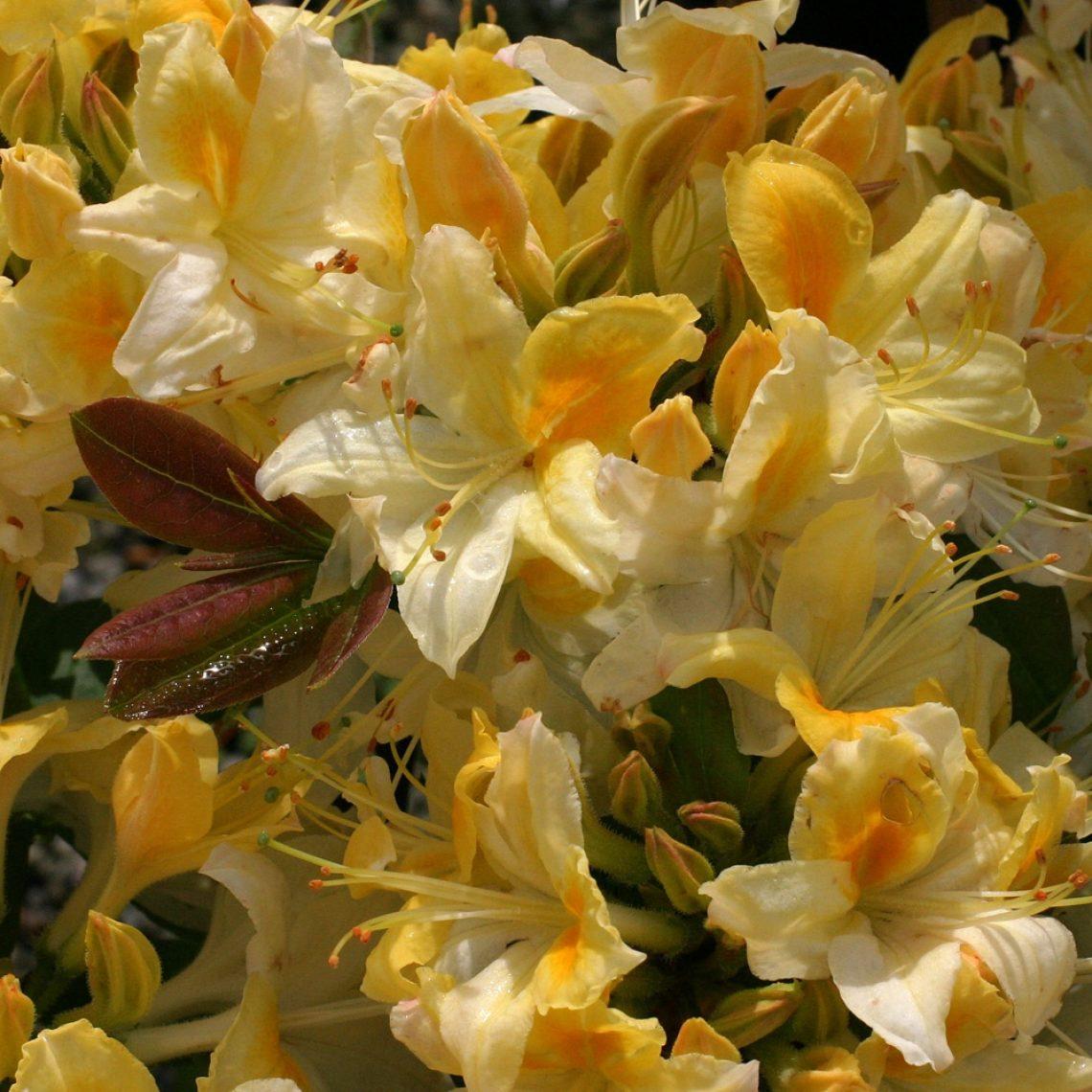Azalea Northern Highlights - View 1 from www redcrocus com