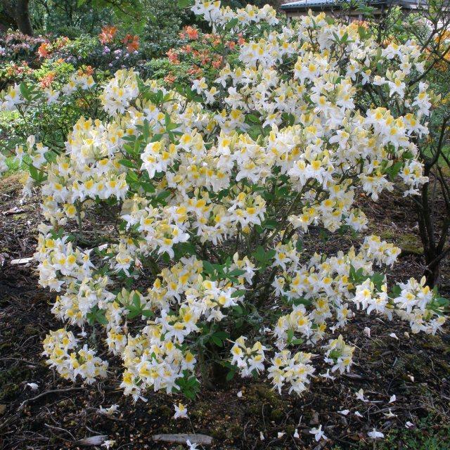 Azalea Northern Highlights - View 4 from www redcrocus com