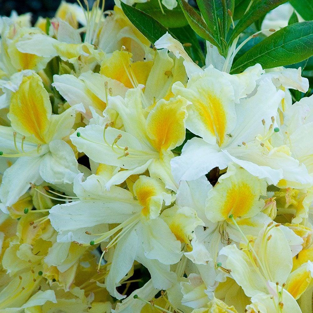 Azalea Northern Highlights - View 5 from www redcrocus com