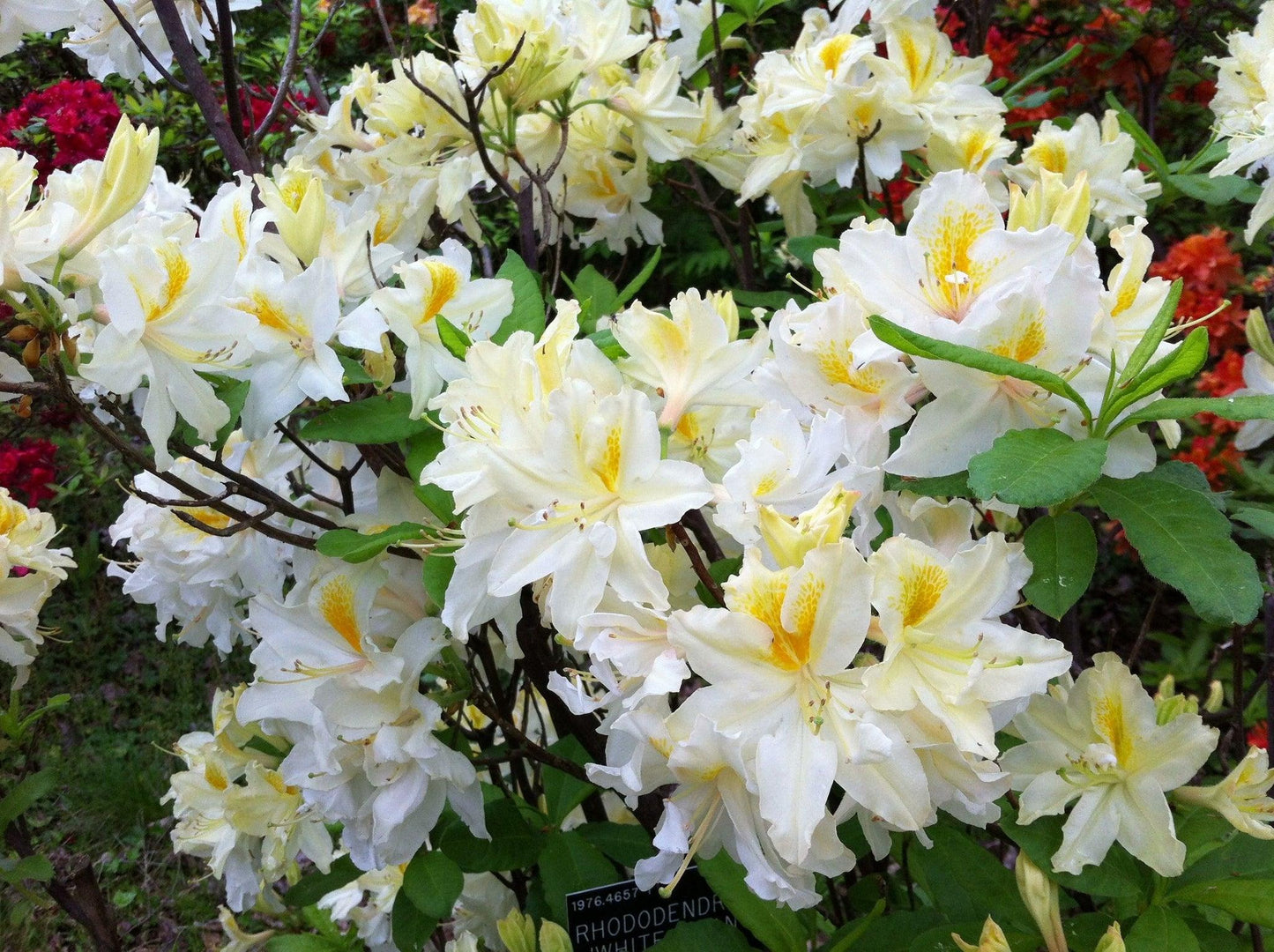 Azalea Northern Highlights - View 7 from www redcrocus com