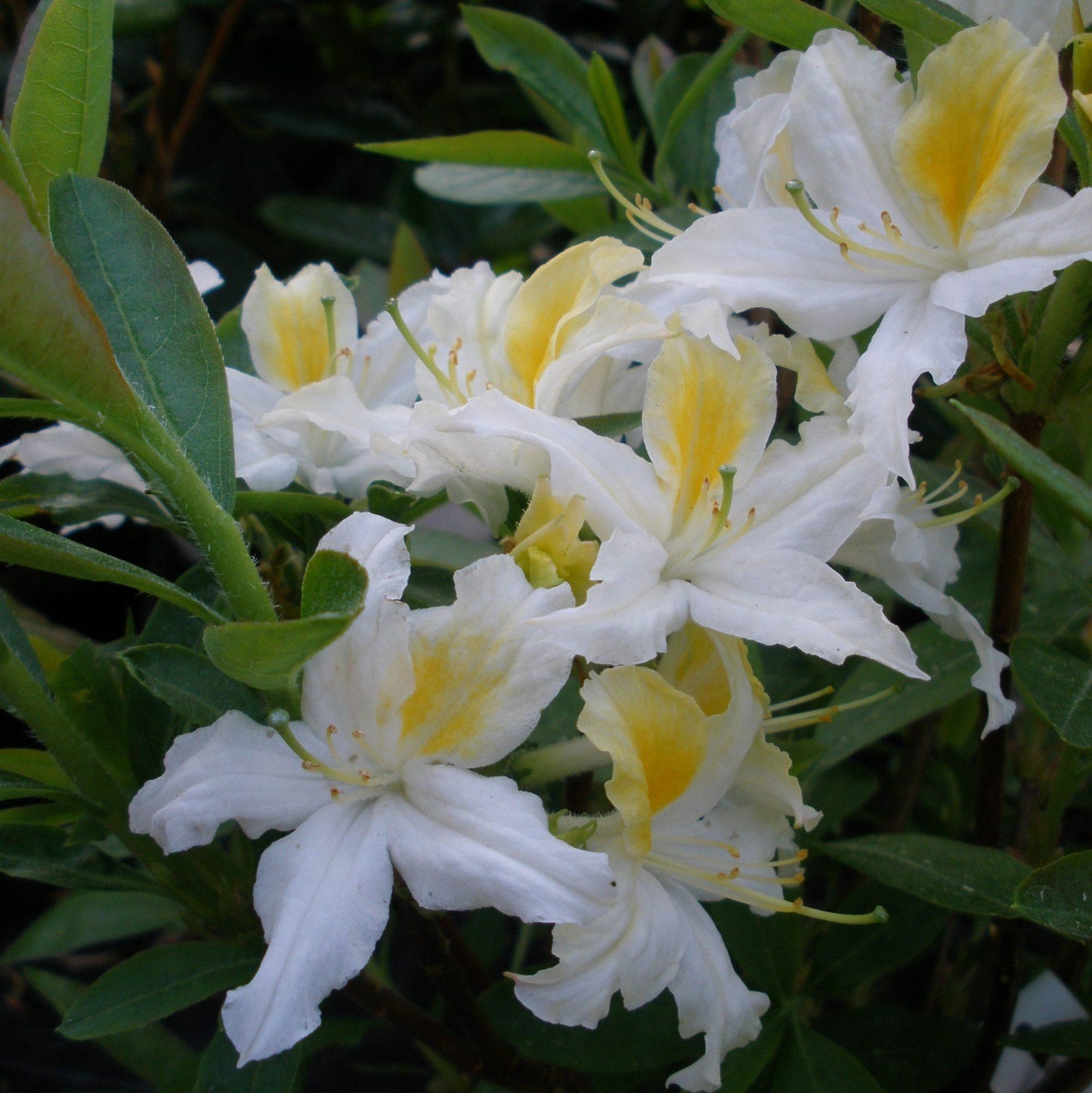 Azalea Northern Highlights - View 8 from www redcrocus com