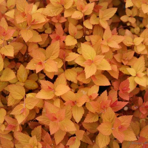 Spirea Japonica Double Play Candy Corn - View 10 from www redcrocus com