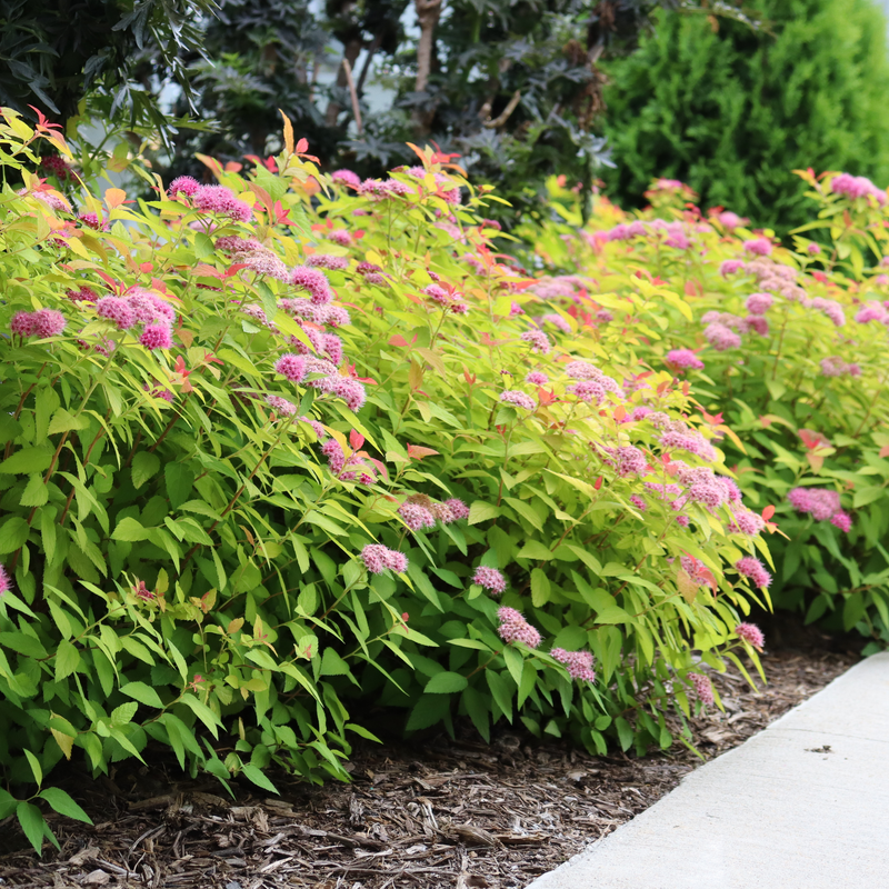 Spirea Japonica Double Play Candy Corn - View 12 from www redcrocus com