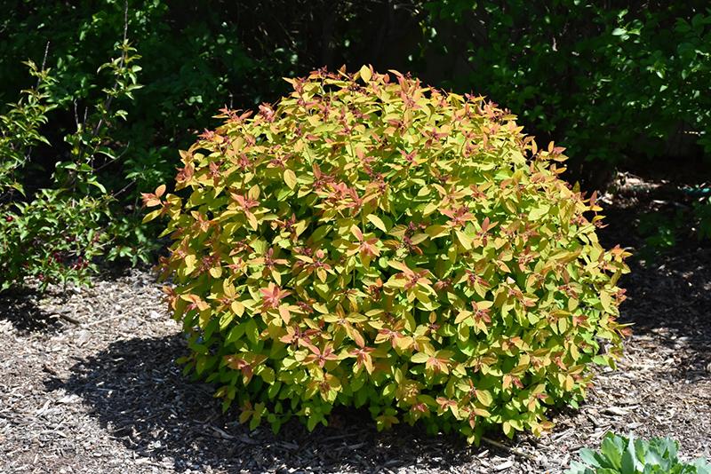 Spirea Japonica Double Play Candy Corn - View 17 from www redcrocus com