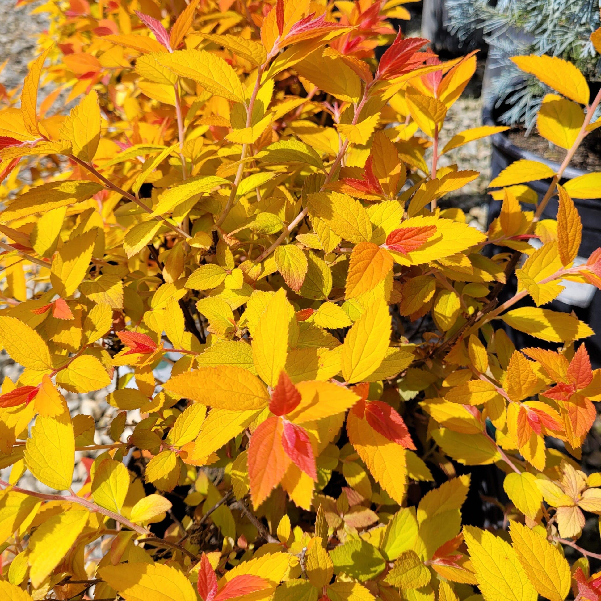 Spirea Japonica Double Play Candy Corn - View 18 from www redcrocus com