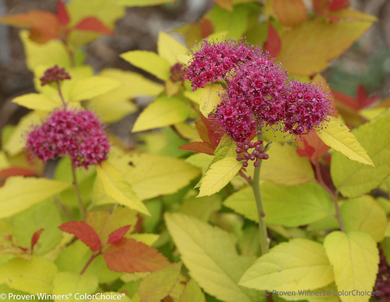 Spirea Japonica Double Play Candy Corn - View 19 from www redcrocus com